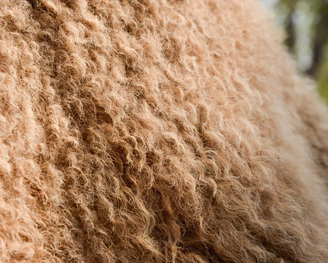 Close-up of camel hair fibers used in traditional polo coats, highlighting warmth and texture